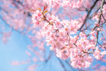 Beauty in nature of pink spring cherry blossom in full bloom  under clear blue sky.