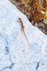 A little brown lizard basking on the white stone heated by the sun on the Greek island of Thassos