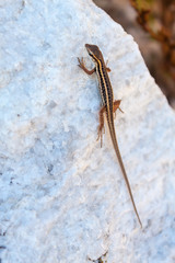 A little brown lizard basking on the white stone heated by the sun on the Greek island of Thassos