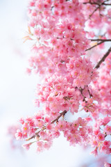 Beauty in nature of pink spring cherry blossom in full bloom  under clear blue sky.