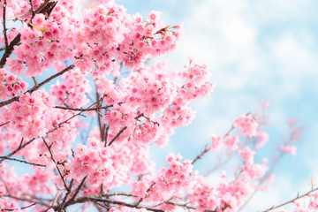 Beauty in nature of pink spring cherry blossom in full bloom  under clear blue sky.
