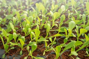 Farm of Hydroponic Plantation, Plants in nursery tray.