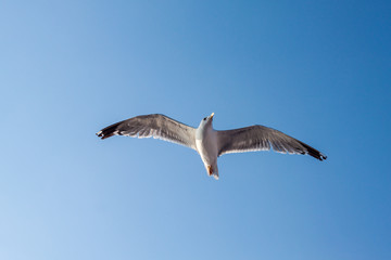 Soaring seagull hunting in the greece island of thassos