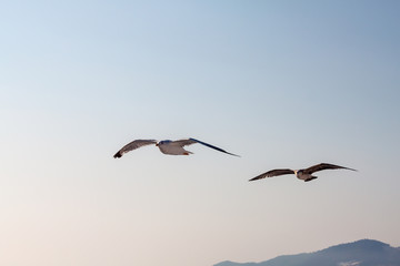 Soaring seagulls hunting in the greece island of thassos