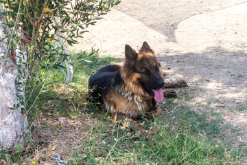 German Shepherd dog resting in the shade from the scorching sun on the Greek island of Thassos