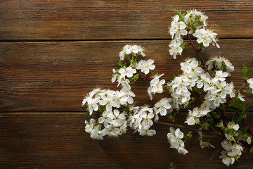 Spring cherry branch on rustic wood