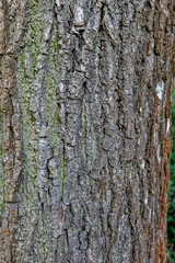 Baumrinde