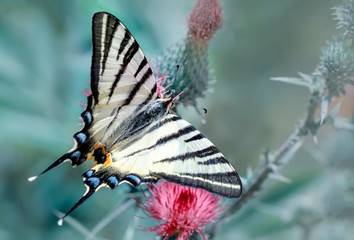 Beautiful butterfly sitting on flower 