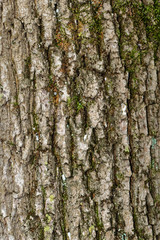 Baumrinde