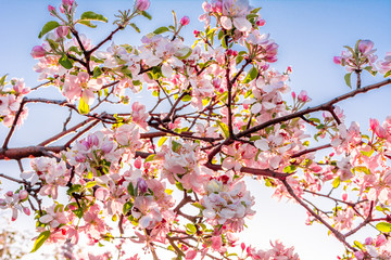 Pink cherry blossom isolated on sky background, flowering branch with sakura flowers
