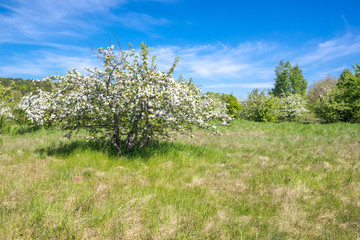 Blooming cherry tree on field, spring landscape