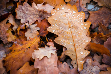 Wet fallen oak leaves with water drops on ground in forest.