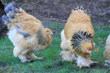 Brahma