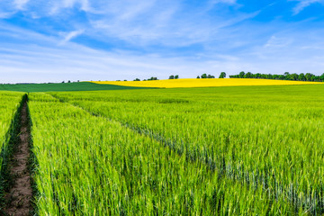 Fototapeta premium Green farm, panoramic vista with trees and rapeseed field, landscape