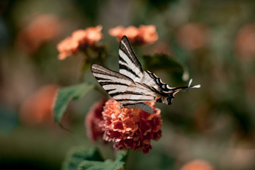butterfly on flower