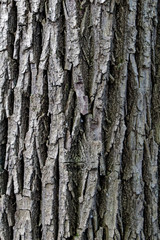 Baumrinde