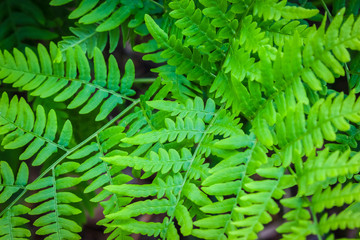 Closeup view of green fern leaves in summer forest.