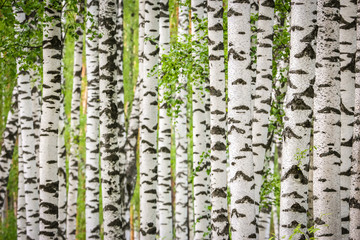 Beautiful synny day in the birch forest.