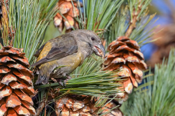 Obraz premium Red Crossbill