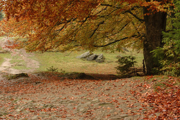 Autumn forest in the mountains