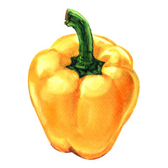 Sweet yellow bell pepper isolated, hand drawn watercolor illustration on white