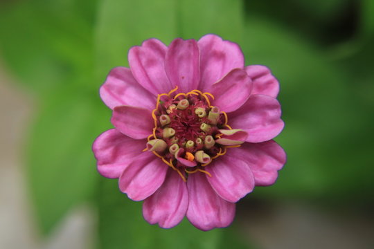 A pink flower