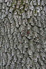 Baumrinde