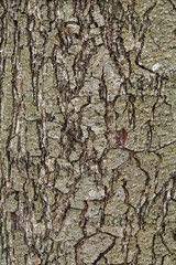 Naklejka premium Baumrinde