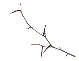 thorny acacia twig isolated on white background