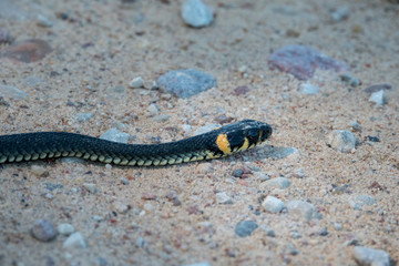 Grass snake crawling on the road