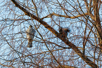 Eurasian Sparrowhawk (Accipiter nisus).