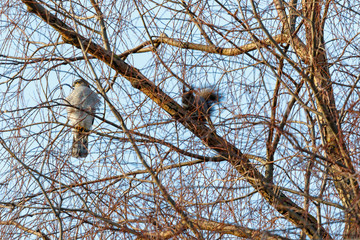 Eurasian Sparrowhawk (Accipiter nisus).