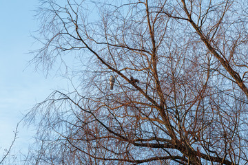 Eurasian Sparrowhawk (Accipiter nisus).