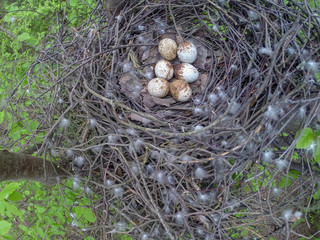 Eurasian Sparrowhawk (Accipiter nisus).