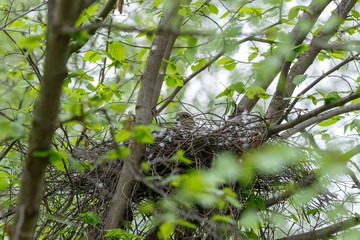 Eurasian Sparrowhawk (Accipiter nisus).