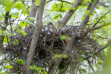 Eurasian Sparrowhawk (Accipiter nisus).