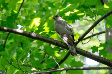Eurasian Sparrowhawk (Accipiter nisus).
