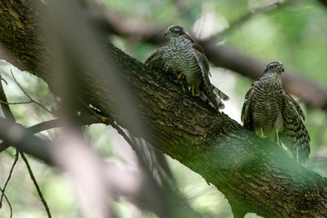 Eurasian Sparrowhawk (Accipiter nisus).