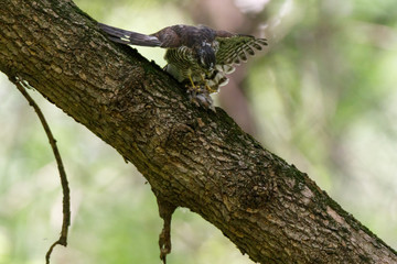 Eurasian Sparrowhawk (Accipiter nisus).