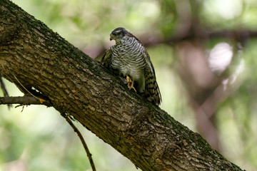 Eurasian Sparrowhawk (Accipiter nisus).