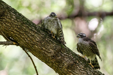 Eurasian Sparrowhawk (Accipiter nisus).