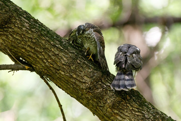Eurasian Sparrowhawk (Accipiter nisus).