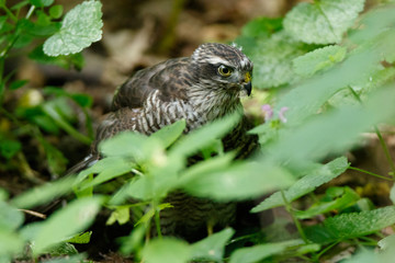 Naklejka na ściany i meble Eurasian Sparrowhawk (Accipiter nisus).