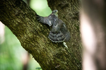 Eurasian Sparrowhawk (Accipiter nisus).
