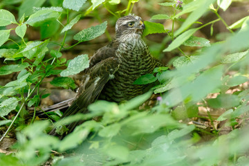Eurasian Sparrowhawk (Accipiter nisus).