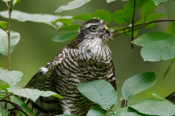 Eurasian Sparrowhawk (Accipiter nisus).