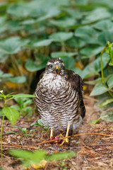 Eurasian Sparrowhawk (Accipiter nisus).