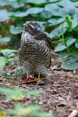 Eurasian Sparrowhawk (Accipiter nisus).