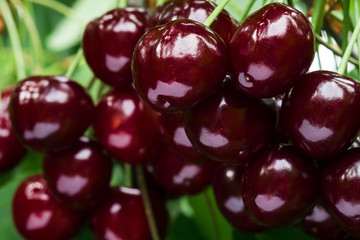 Bunch of ripe dark red cherries on a branch. Selective focus.