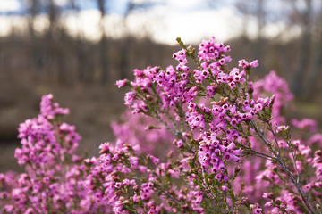 Rama de Brezo con flores de color rosa o purpura en primavera